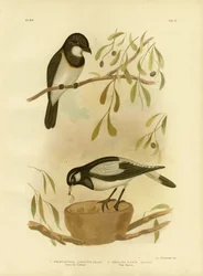 Assobiador de peito branco, 1891